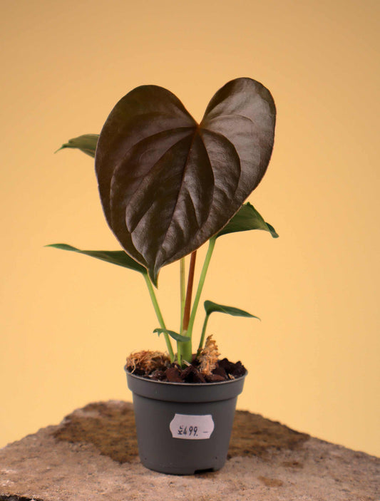 Anthurium chamberlainii