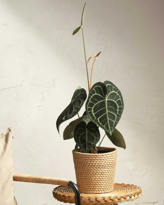 Anthurium clarinervium nervkalla