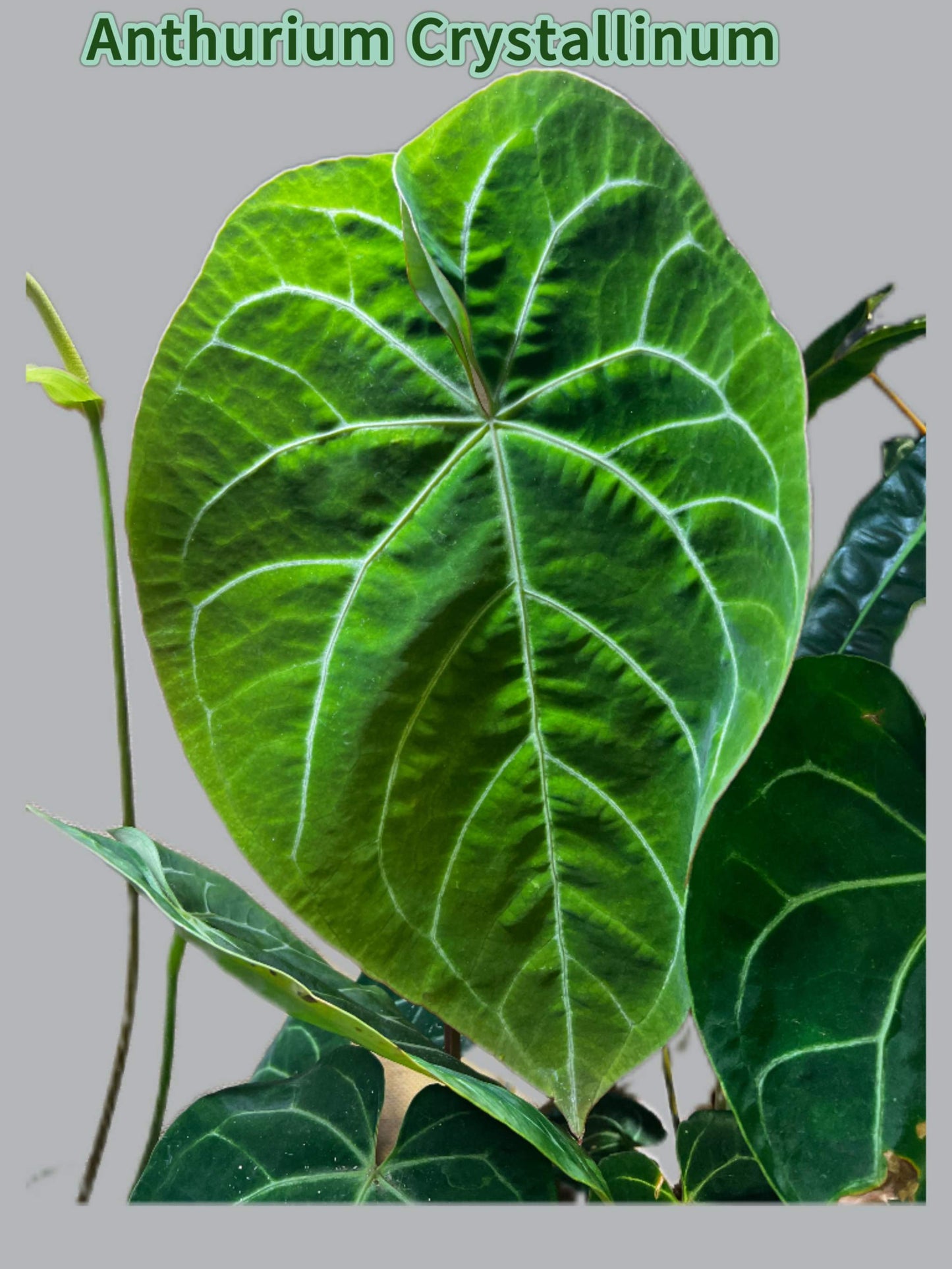 Anthurium crystallinum
