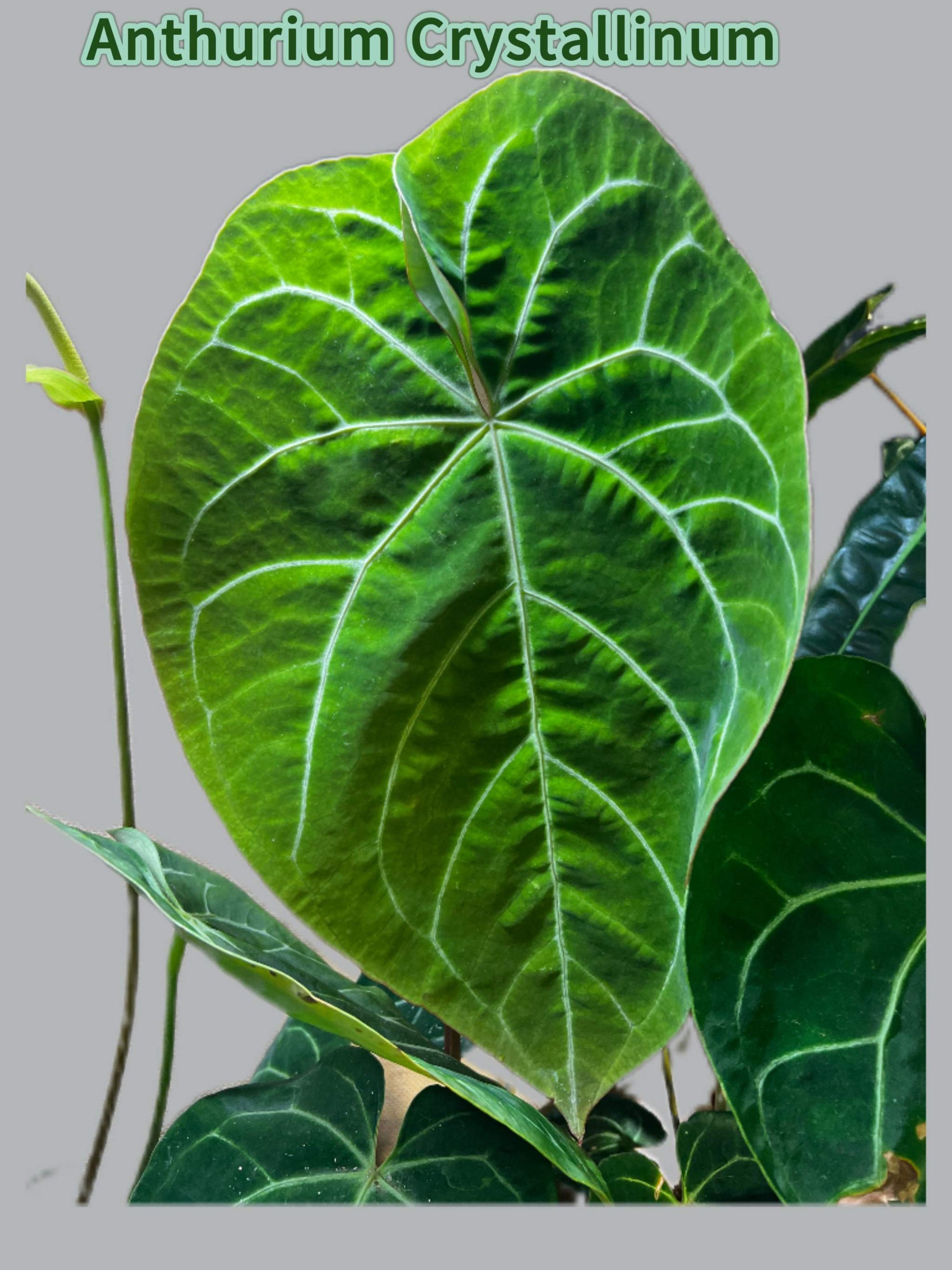 Anthurium crystallinum