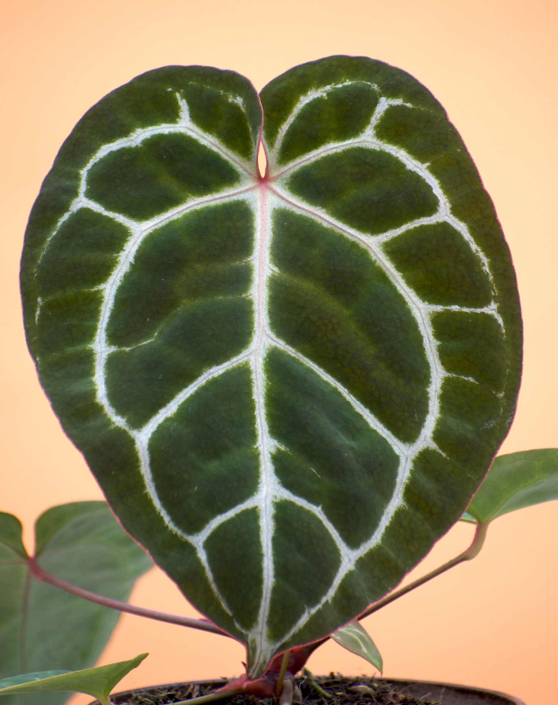 anthurium crystallinum climbing Anthurium Crystallinum For Sale