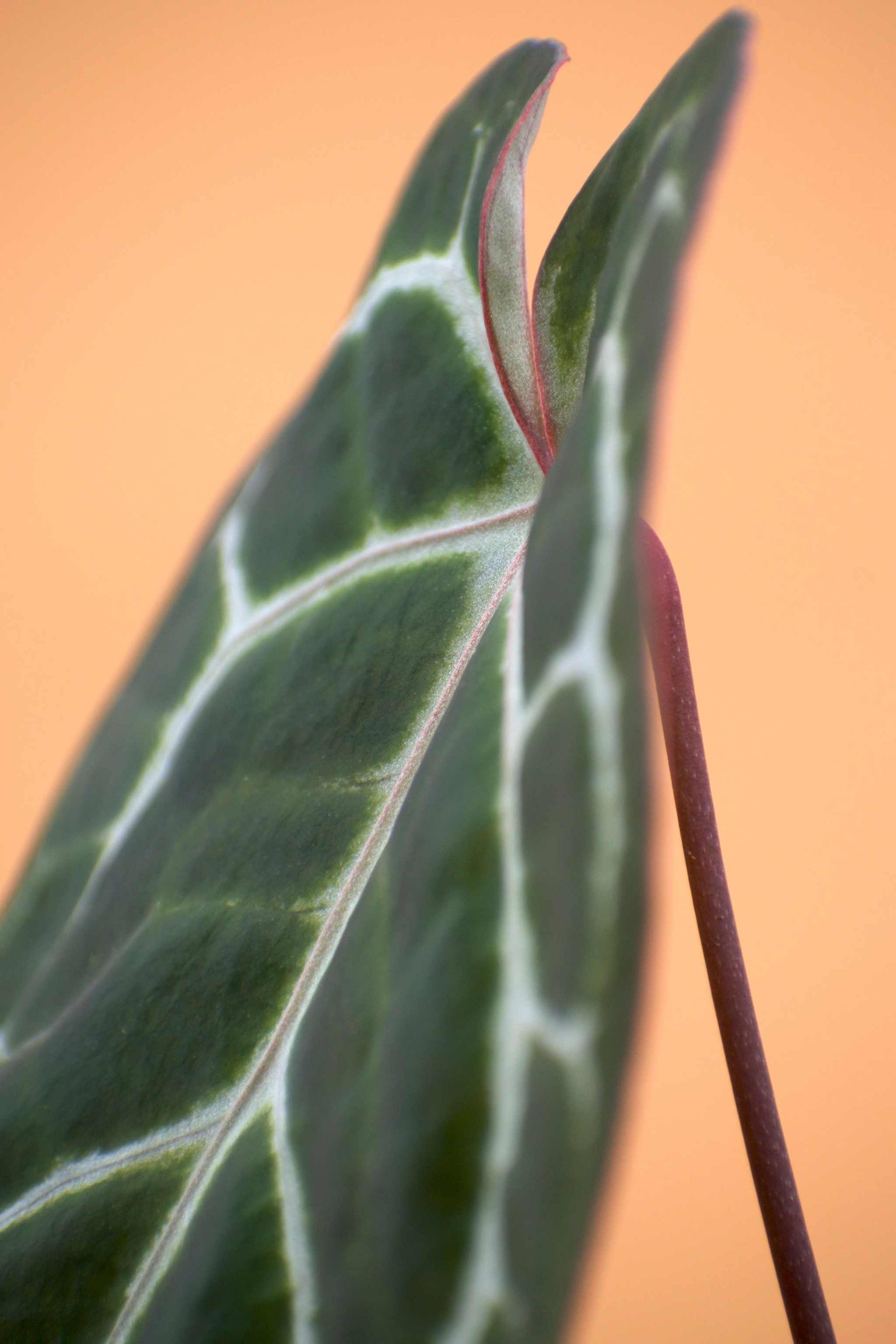anthurium crystallinum climbing Anthurium Crystallinum For Sale