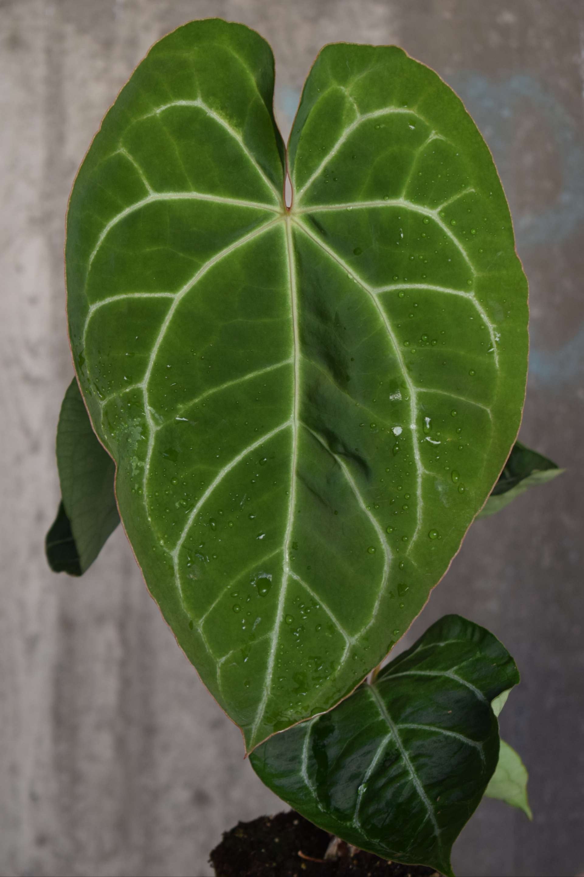 Anthurium crystallinum
