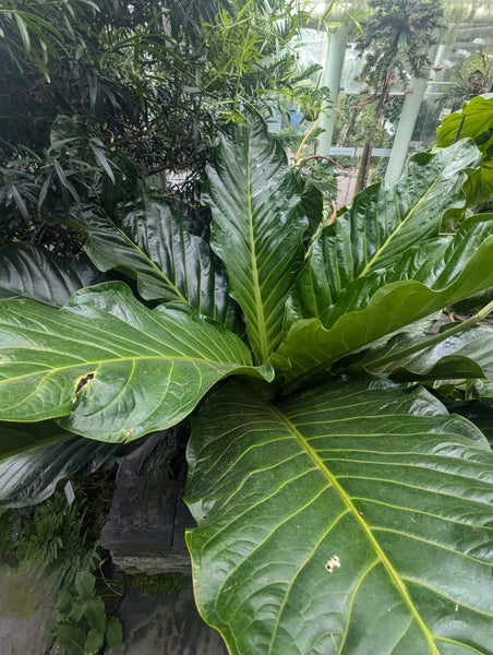 Buy Anthurium Jenmanii