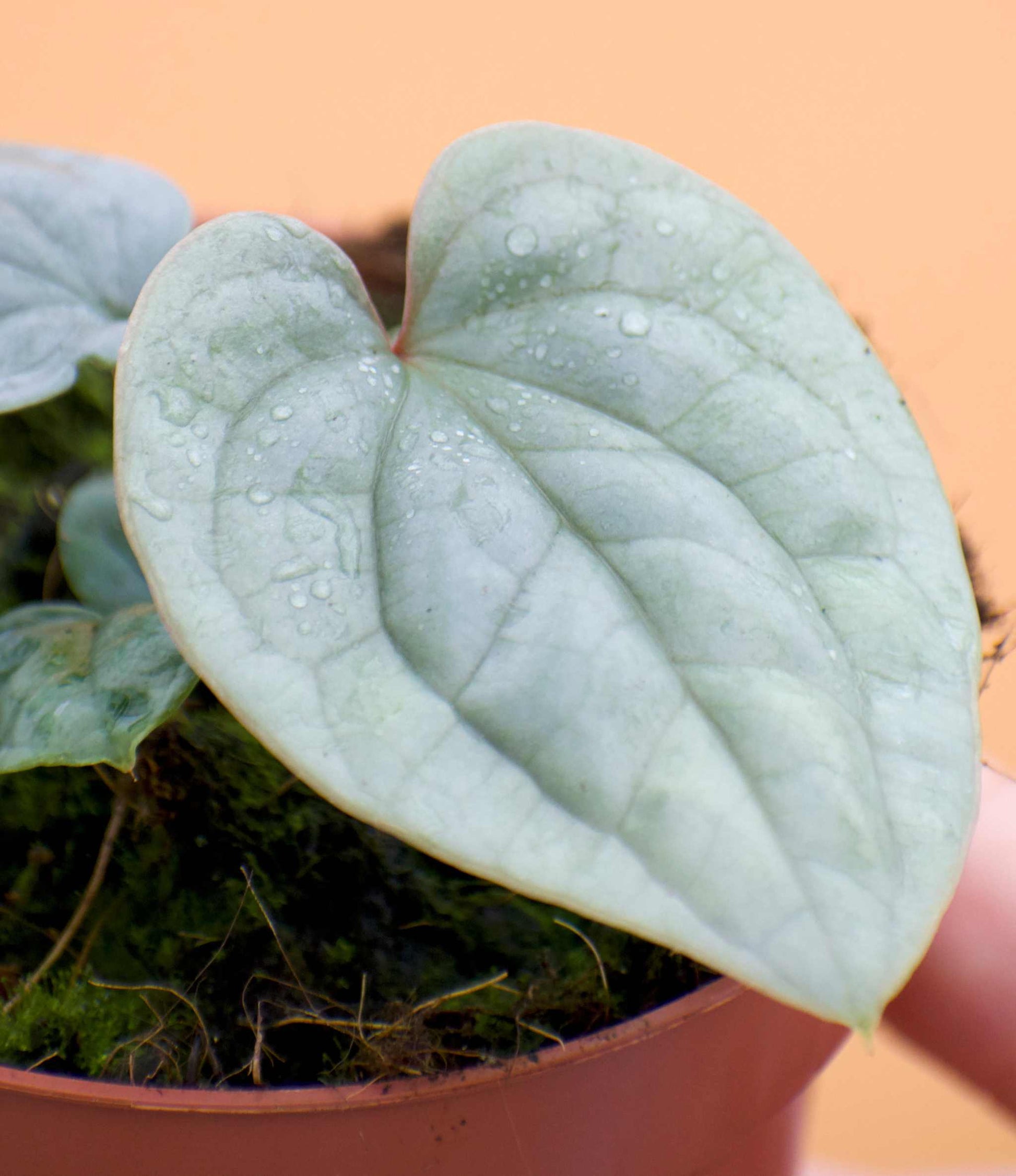 Anthurium luxurians blad