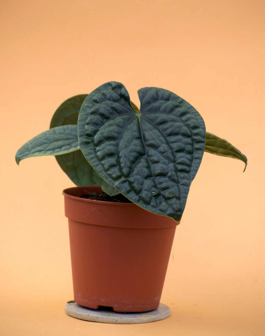 Anthurium luxurians