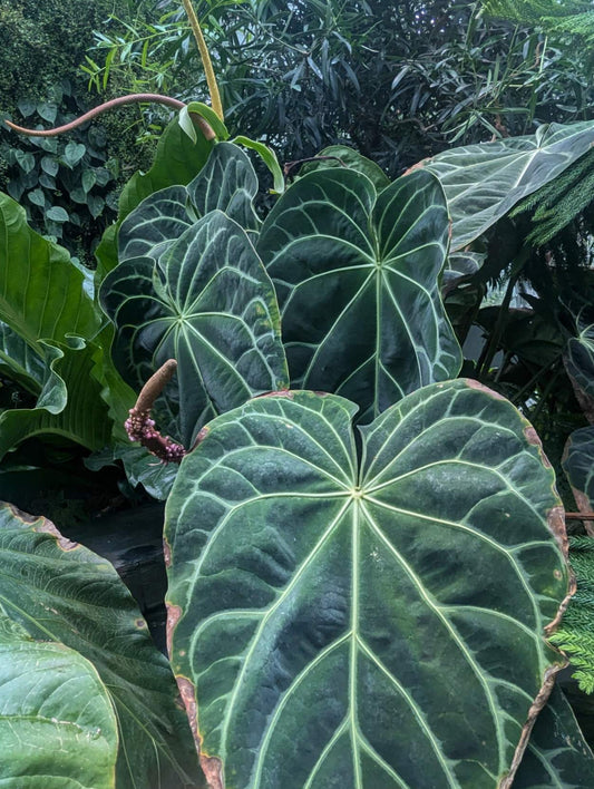 Anthurium magnificum rare exotic houseplant