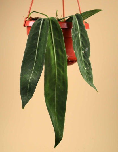 Anthurium pallidiflorum