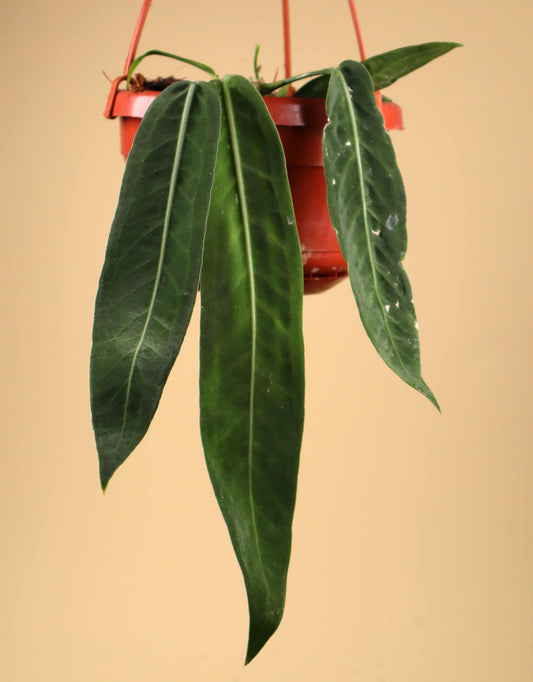 Anthurium pallidiflorum