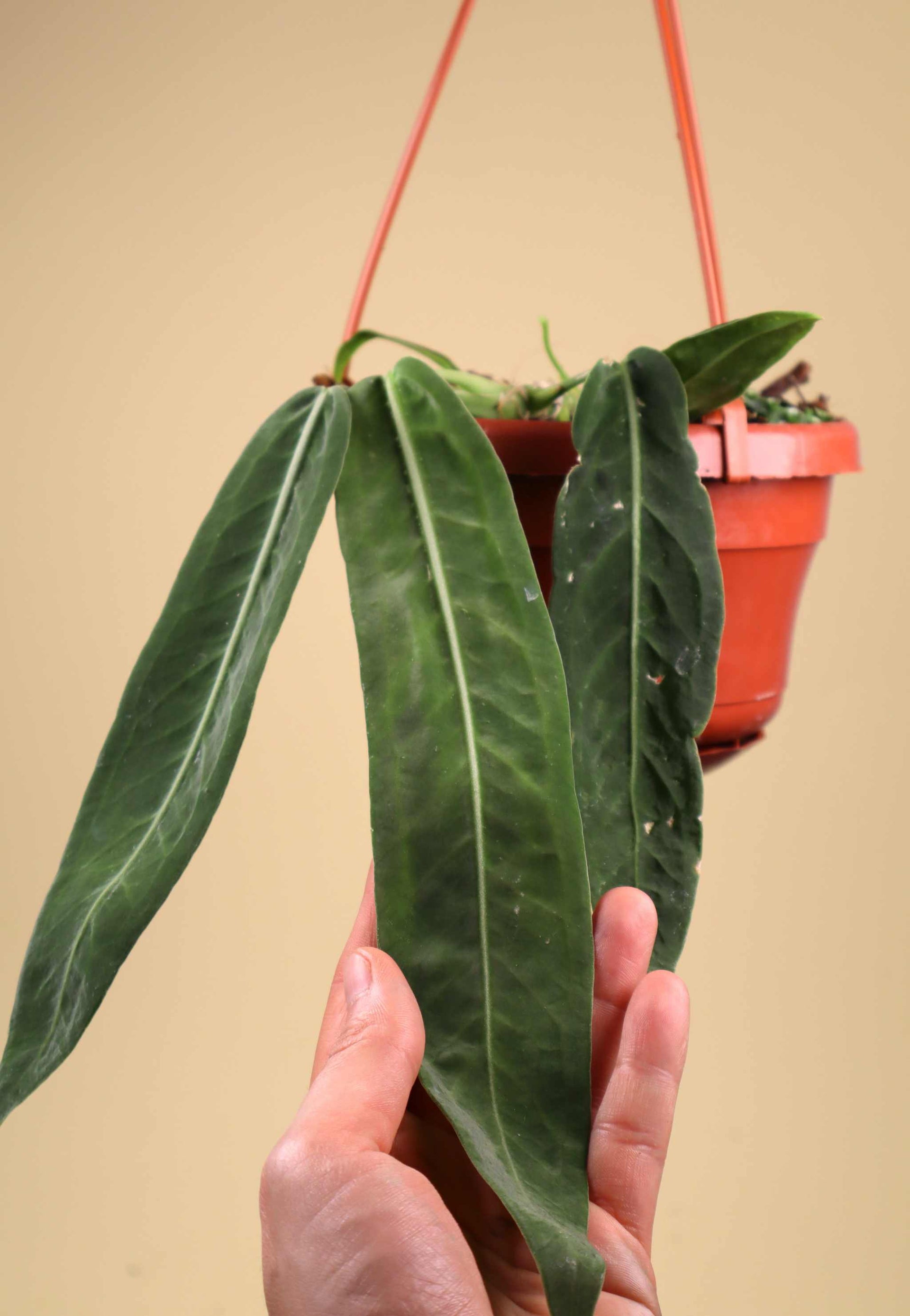 Anthurium pallidiflorum | Ungewöhnliche Pflanzen online kaufen