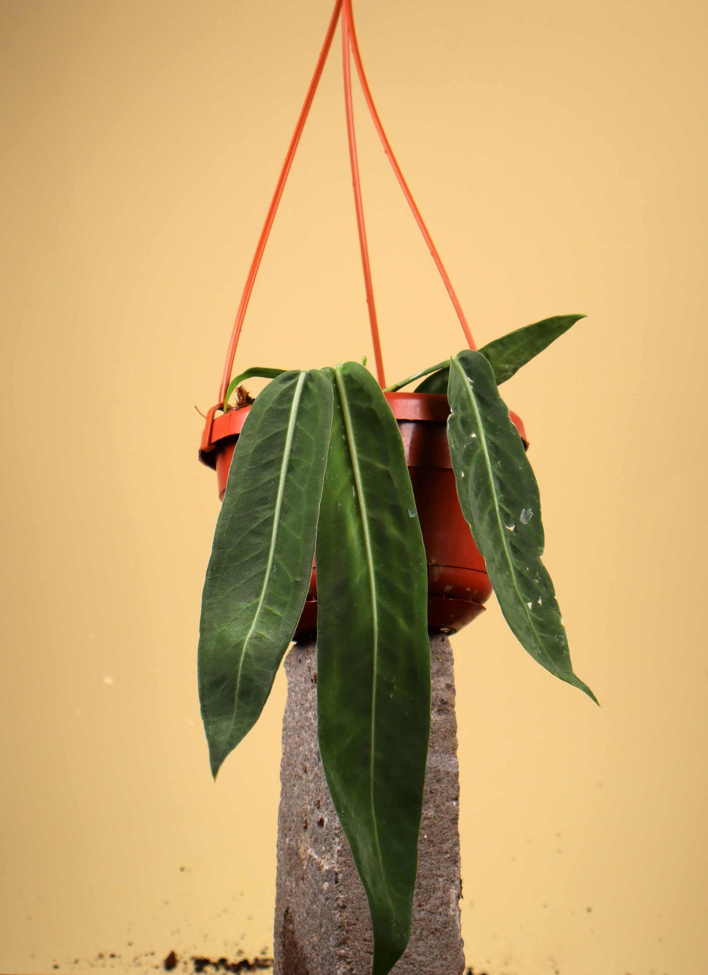 Anthurium pallidiflorum