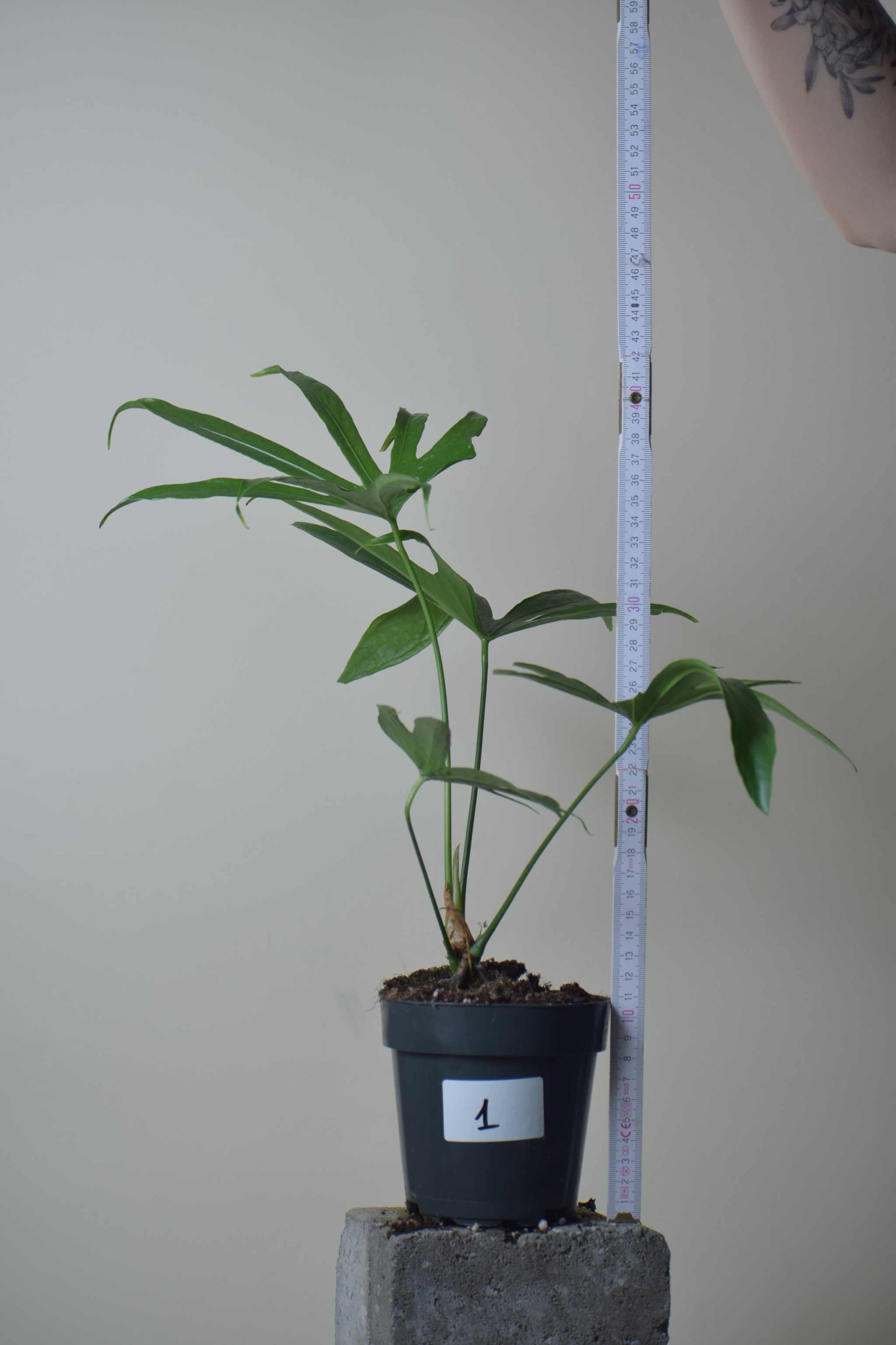 anthurium pedatoradiatum & 39 Anthurium Pedatoradiatum | Buy 'Finger Anthurium' Online
