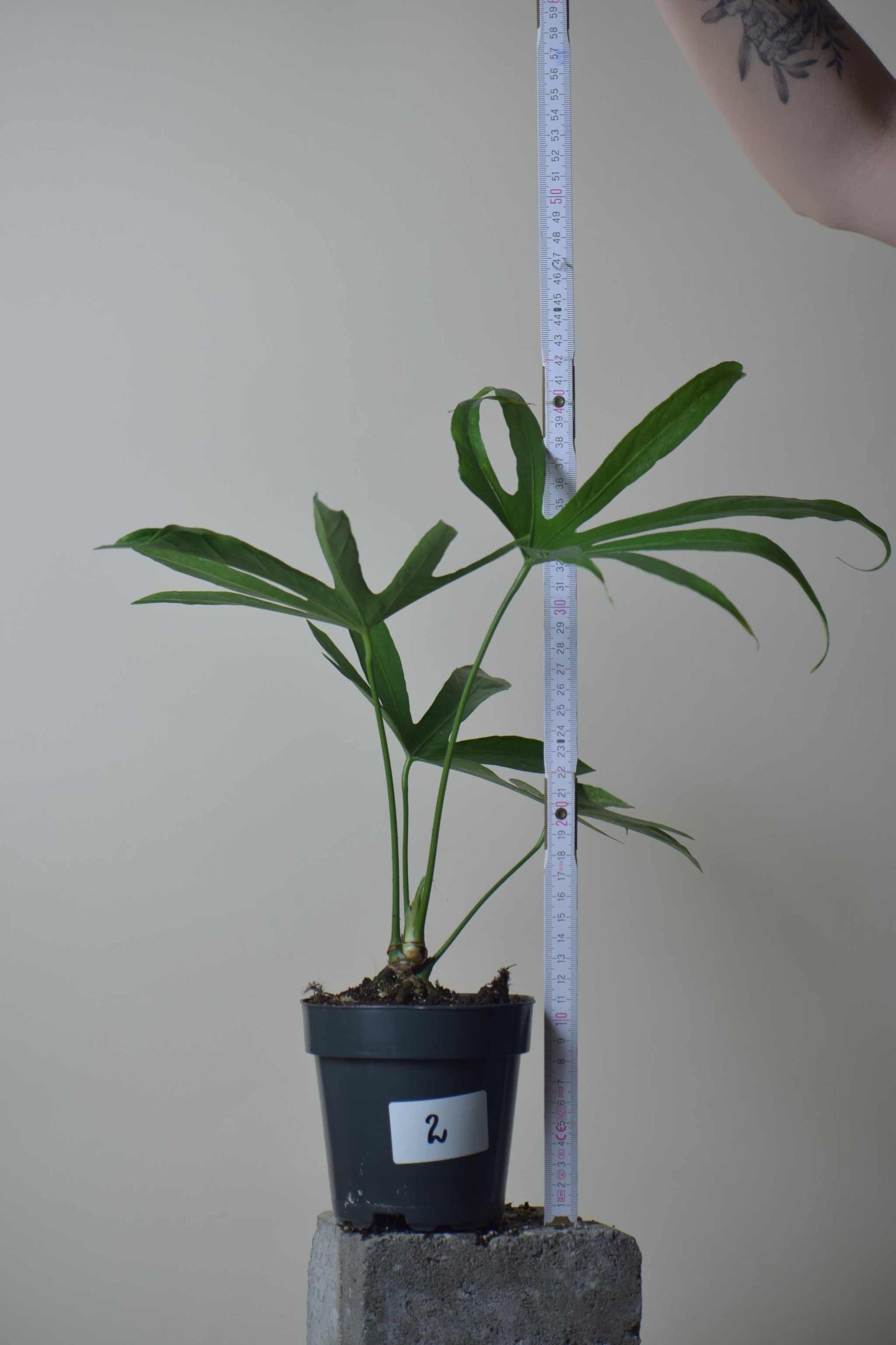 anthurium pedatoradiatum flower Anthurium Pedatoradiatum | Buy 'Finger Anthurium' Online