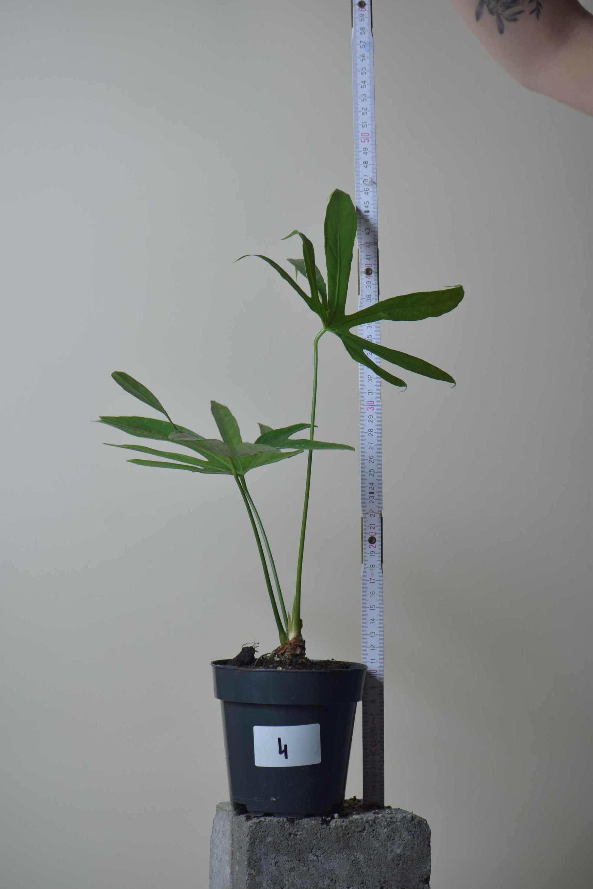 anthurium pedatoradiatum & 39 Anthurium Pedatoradiatum | Buy 'Finger Anthurium' Online