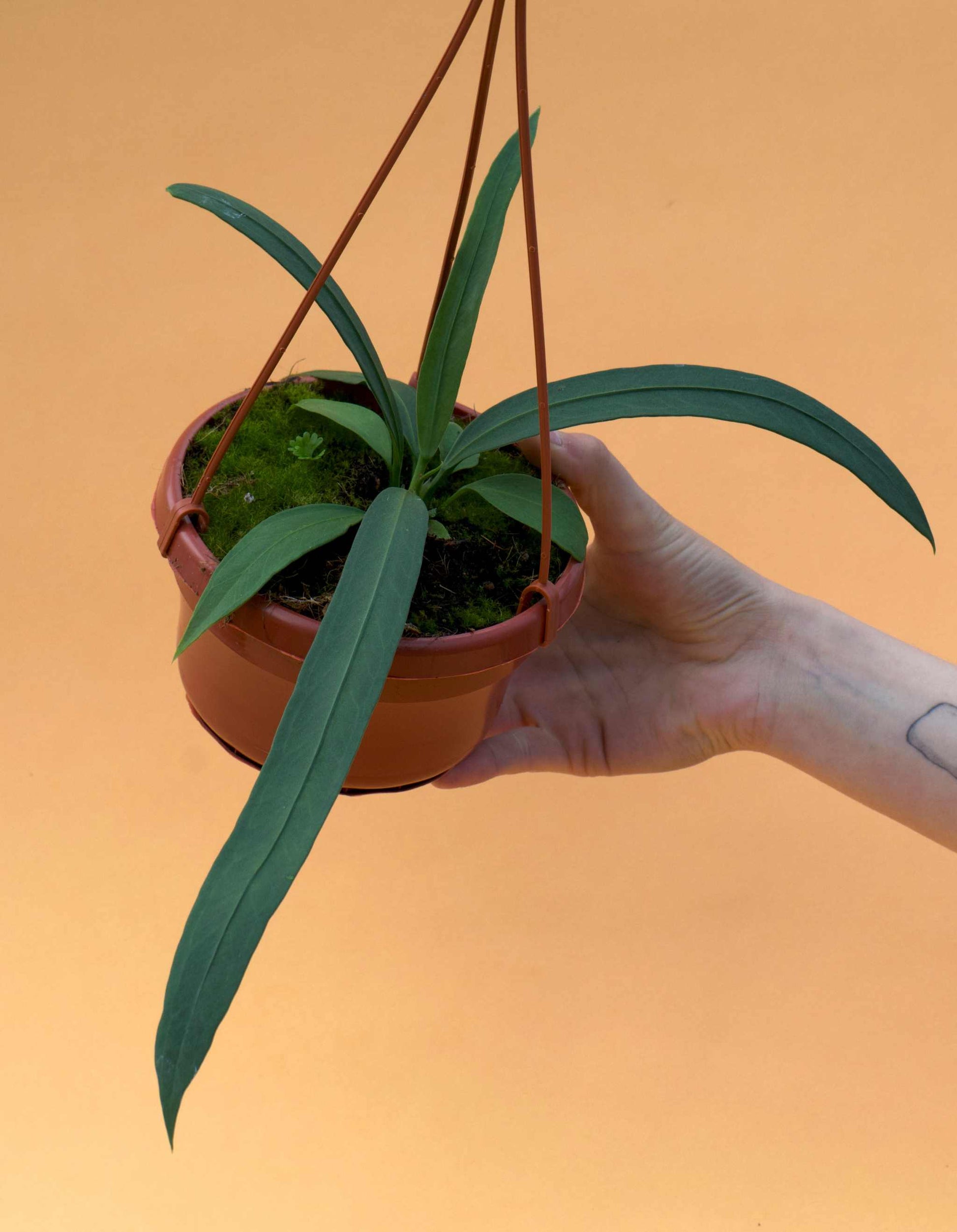 anthurium belt leaf plant for sale Anthurium Vittariifolium For Sale| Buy Unusual Plants Online – Ormbunker