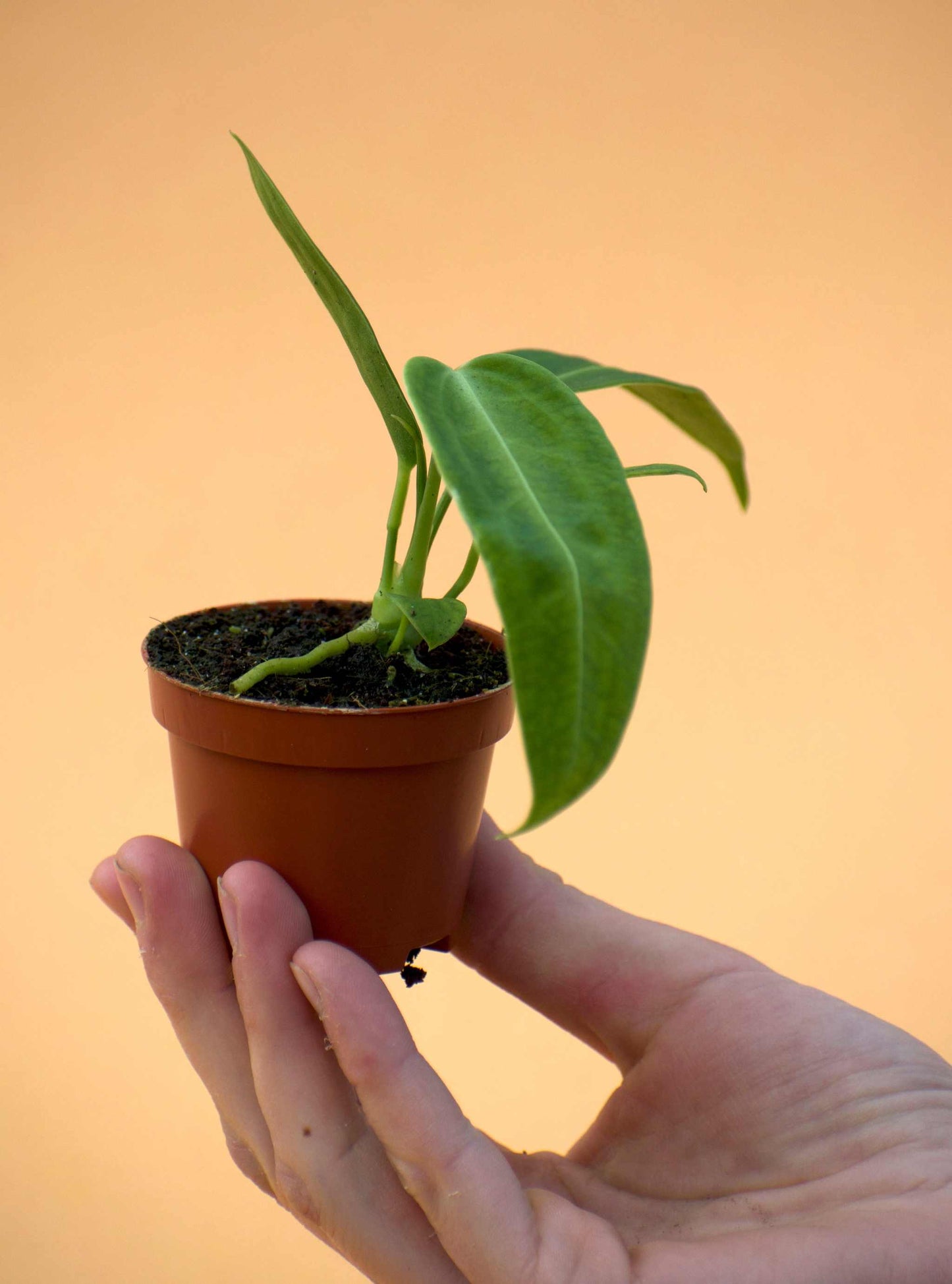 Anthurium warocqueanum