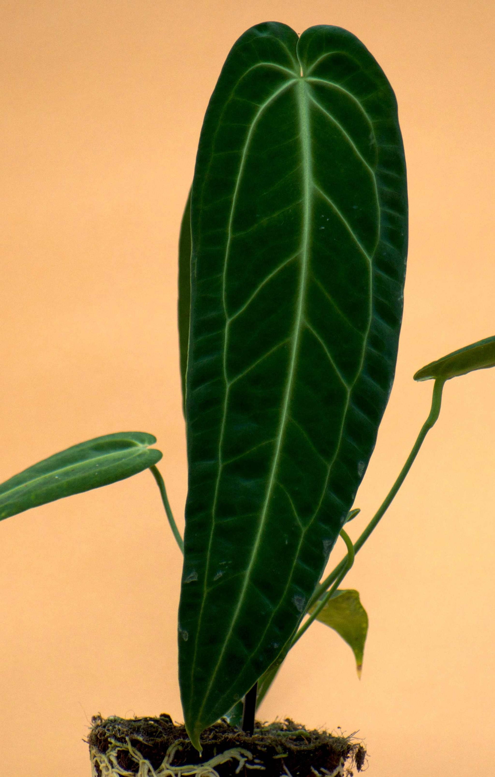 Anthurium warocqueanum
