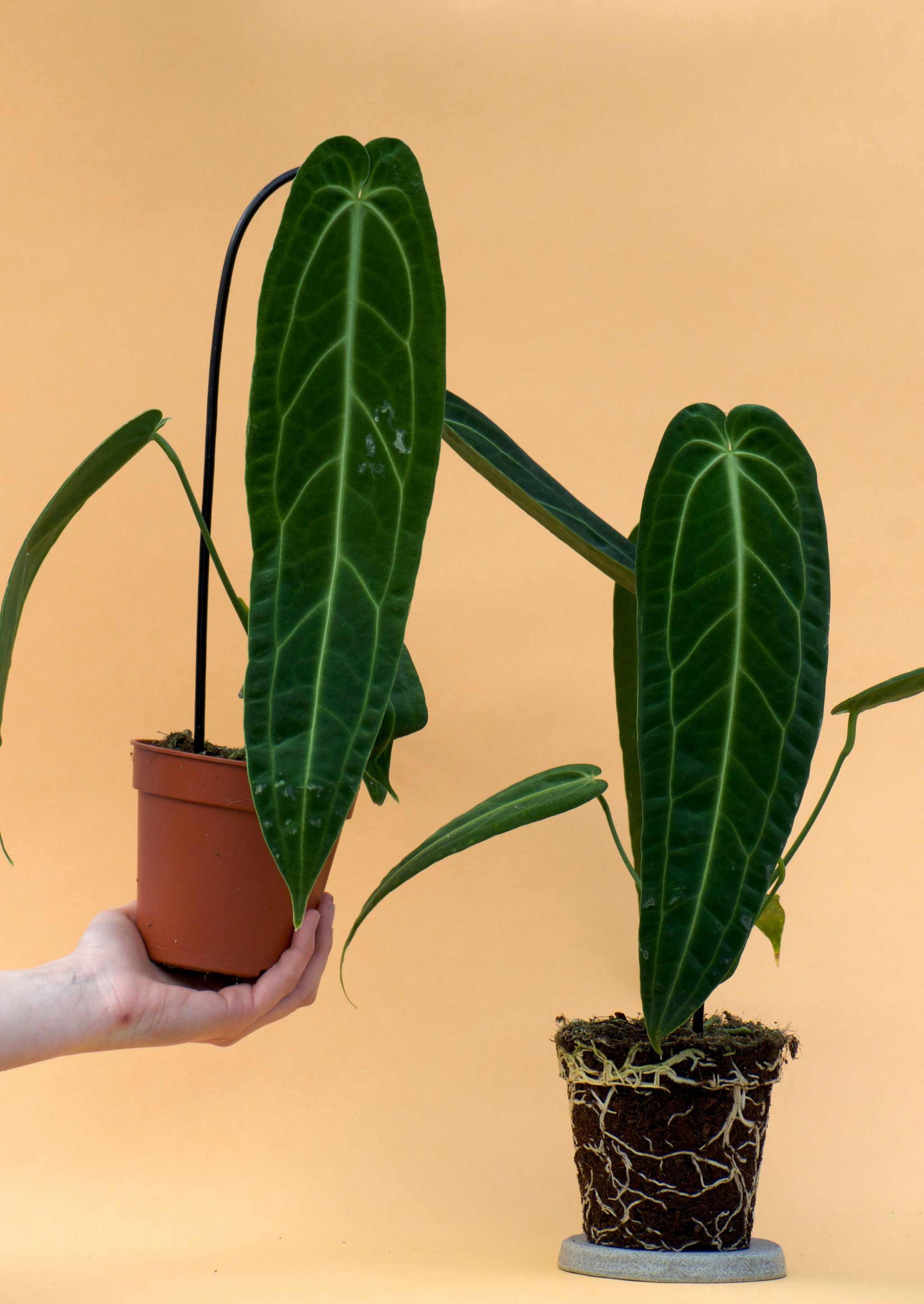 anthurium warocqueanum chonk Anthurium Warocqueanum For Sale