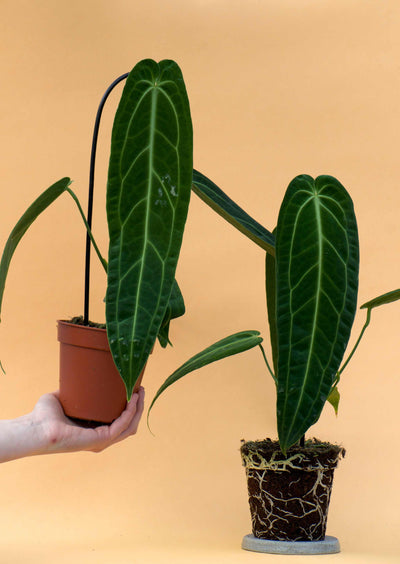 Anthurium warocqueanum