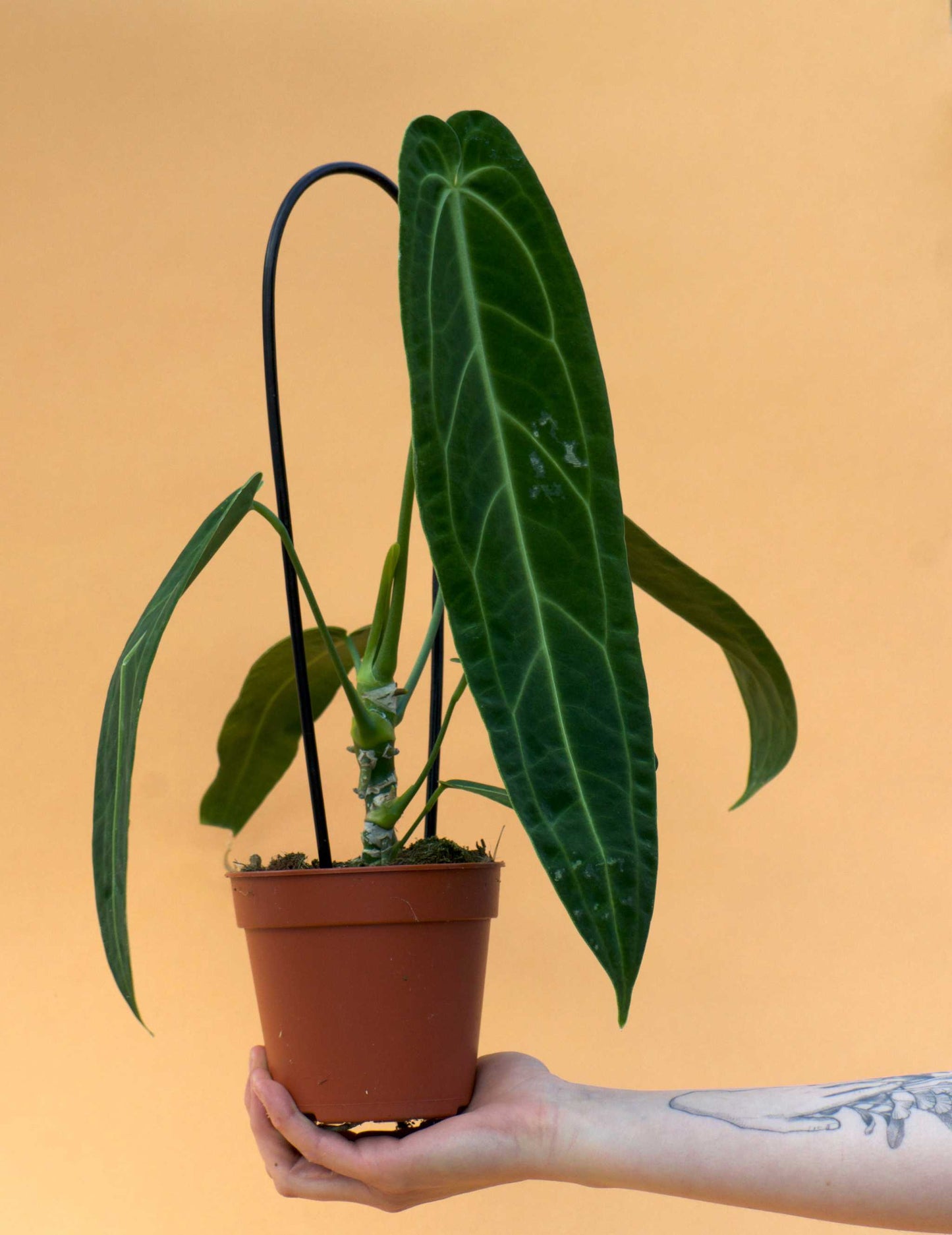 Anthurium warocqueanum