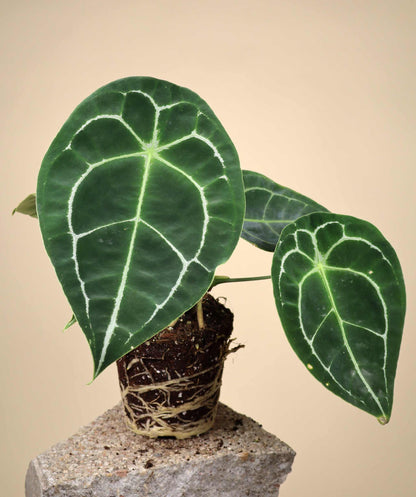 Anthurium forgetii