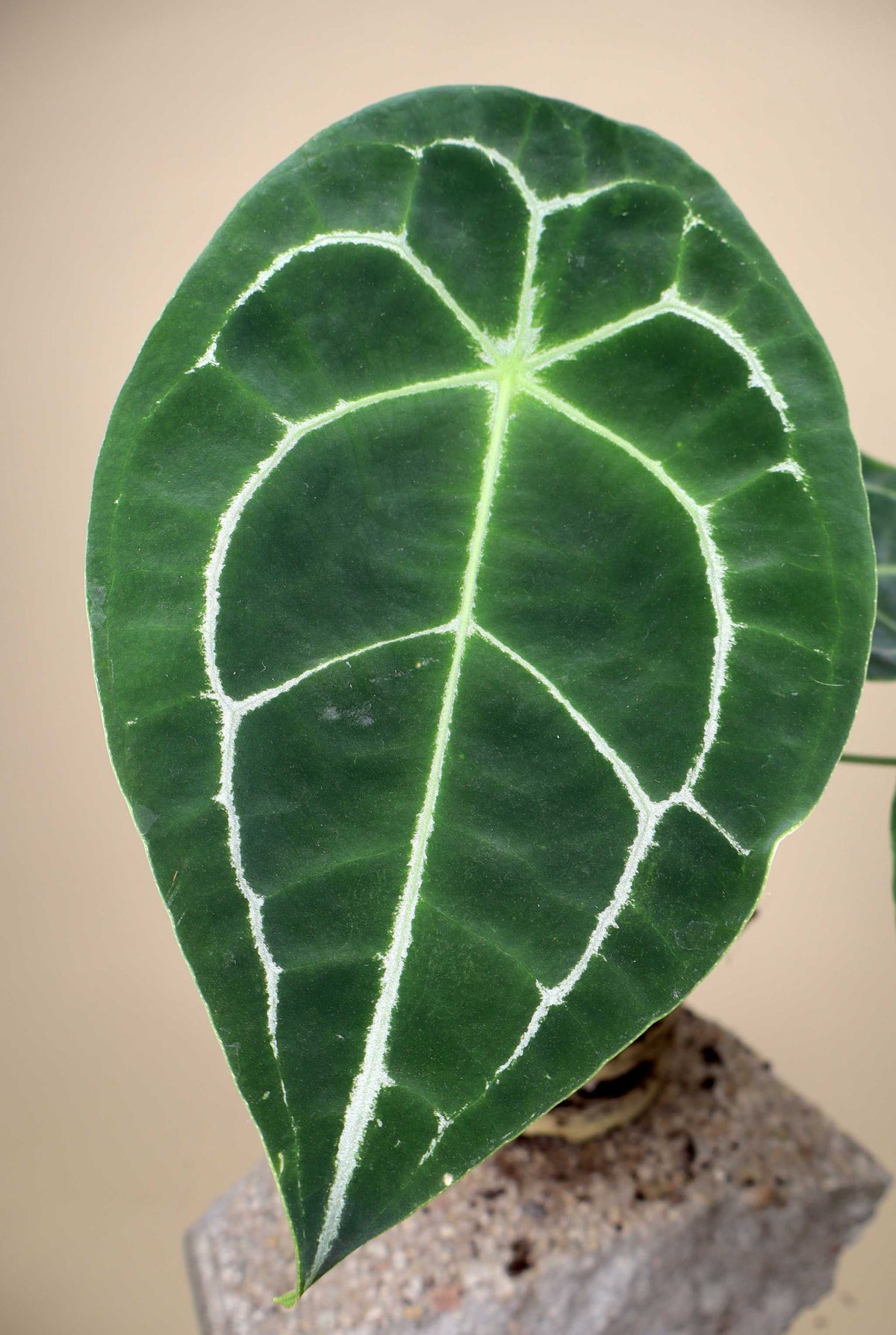 Anthurium forgetii