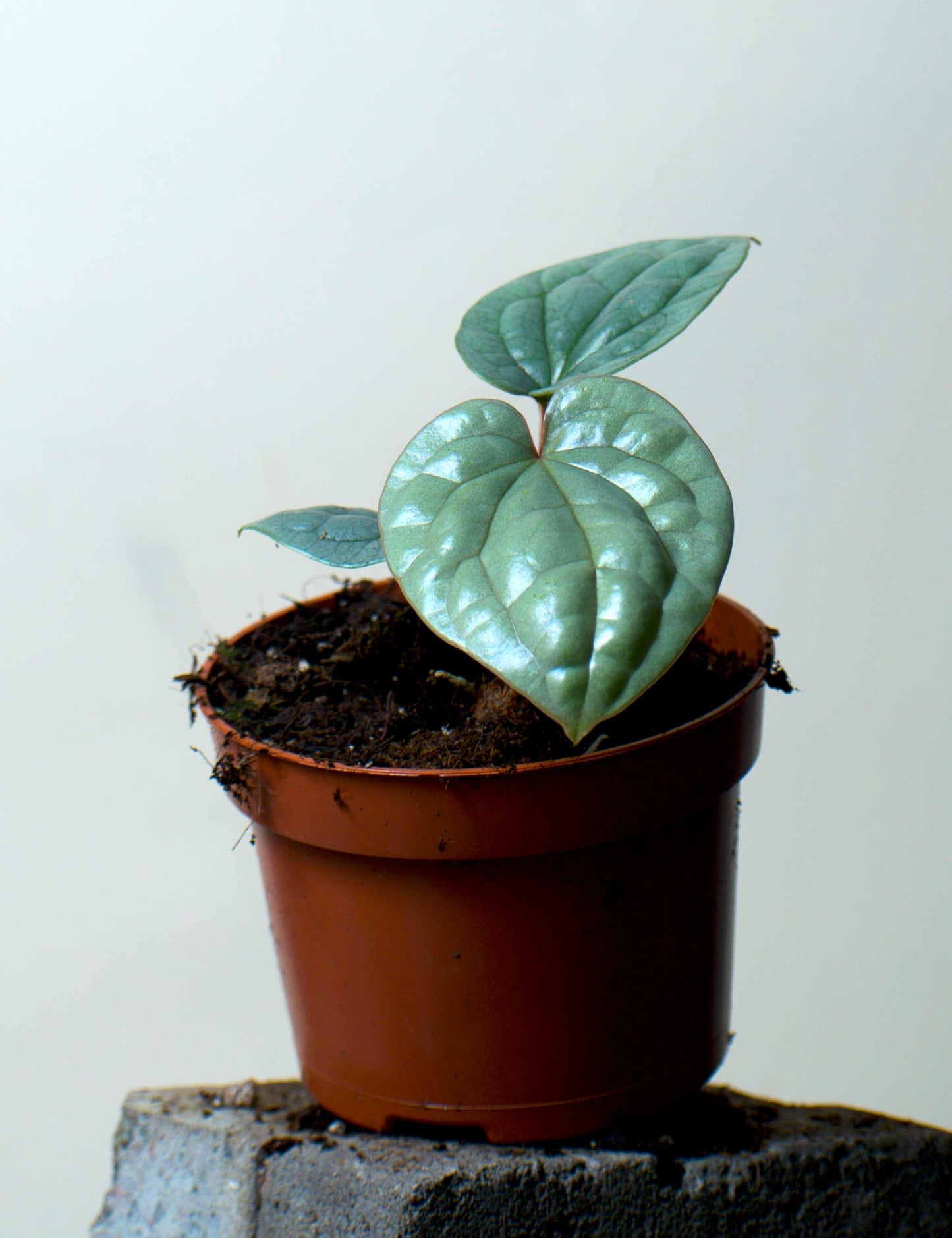 Anthurium luxurians