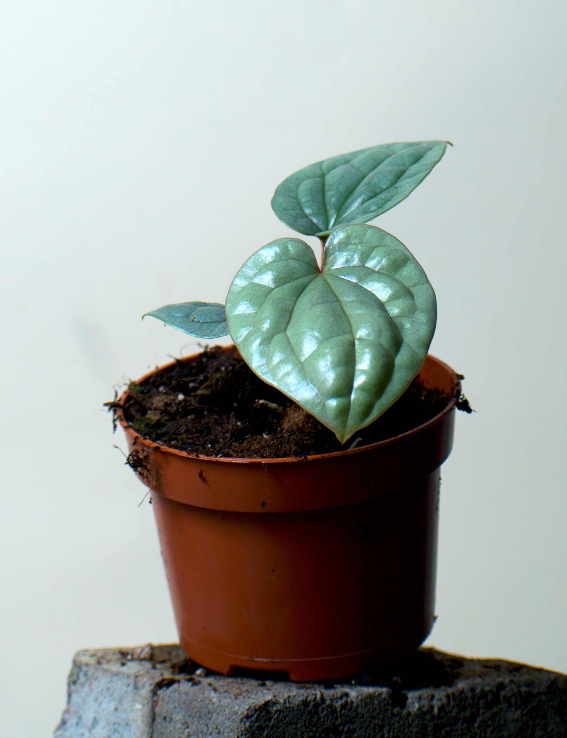 Anthurium luxurians