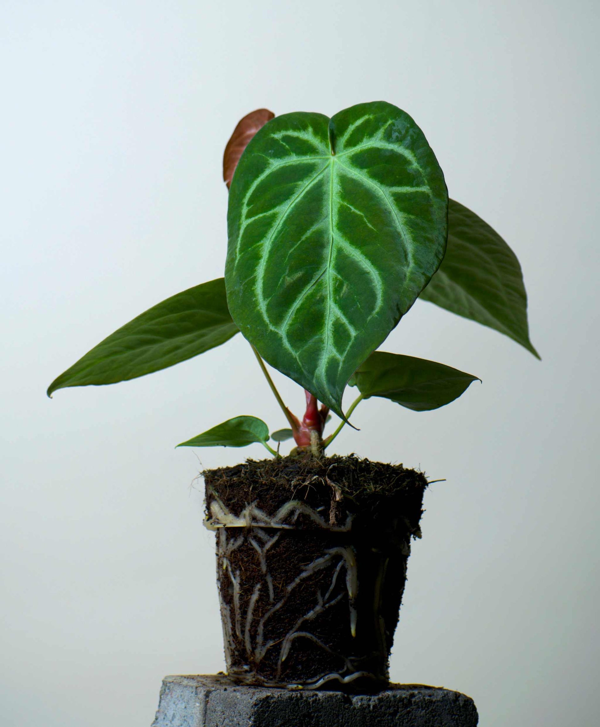 Anthurium magnificum