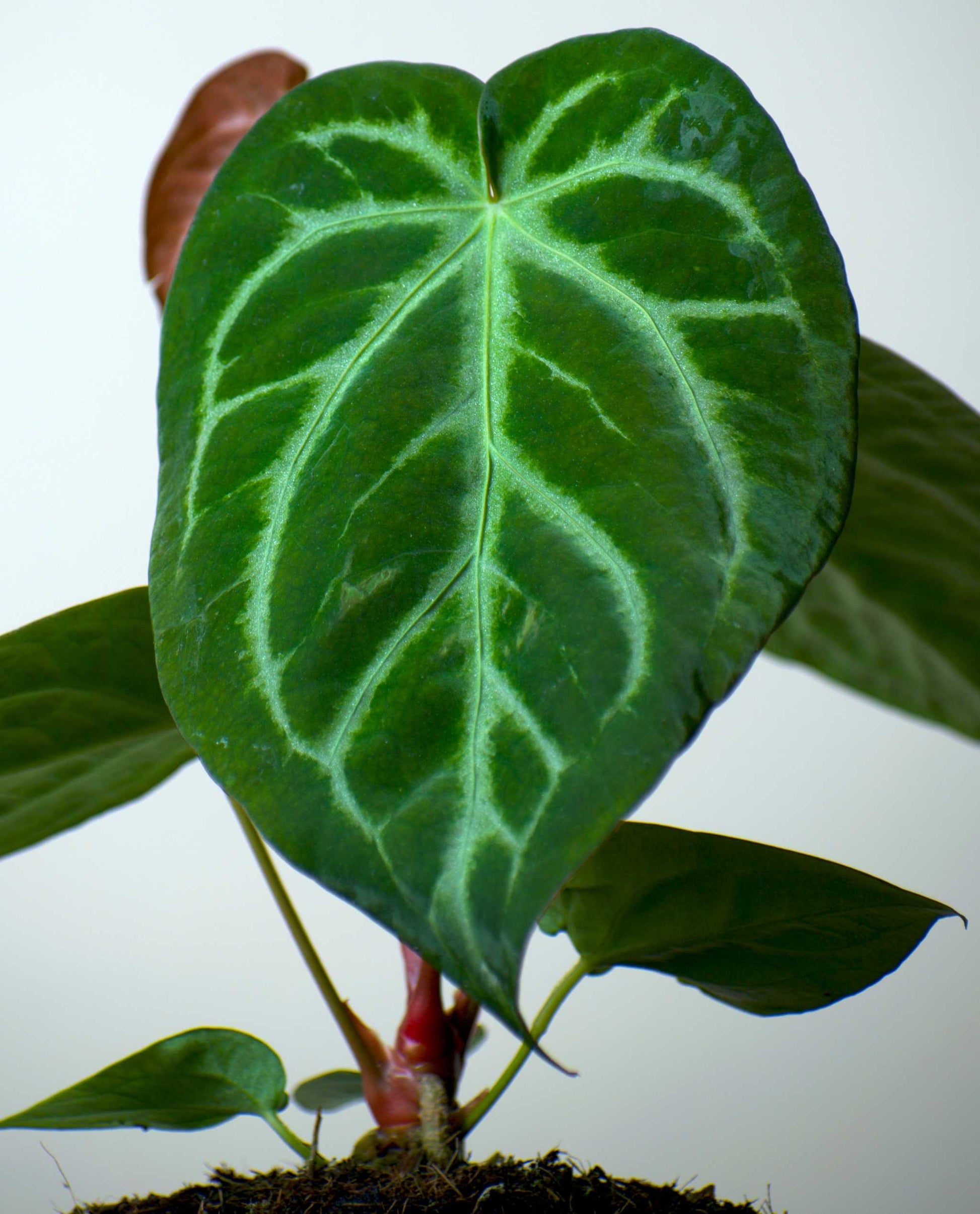 anthurium blad Anthurium Magnificum | Rare Plants For Sale Online