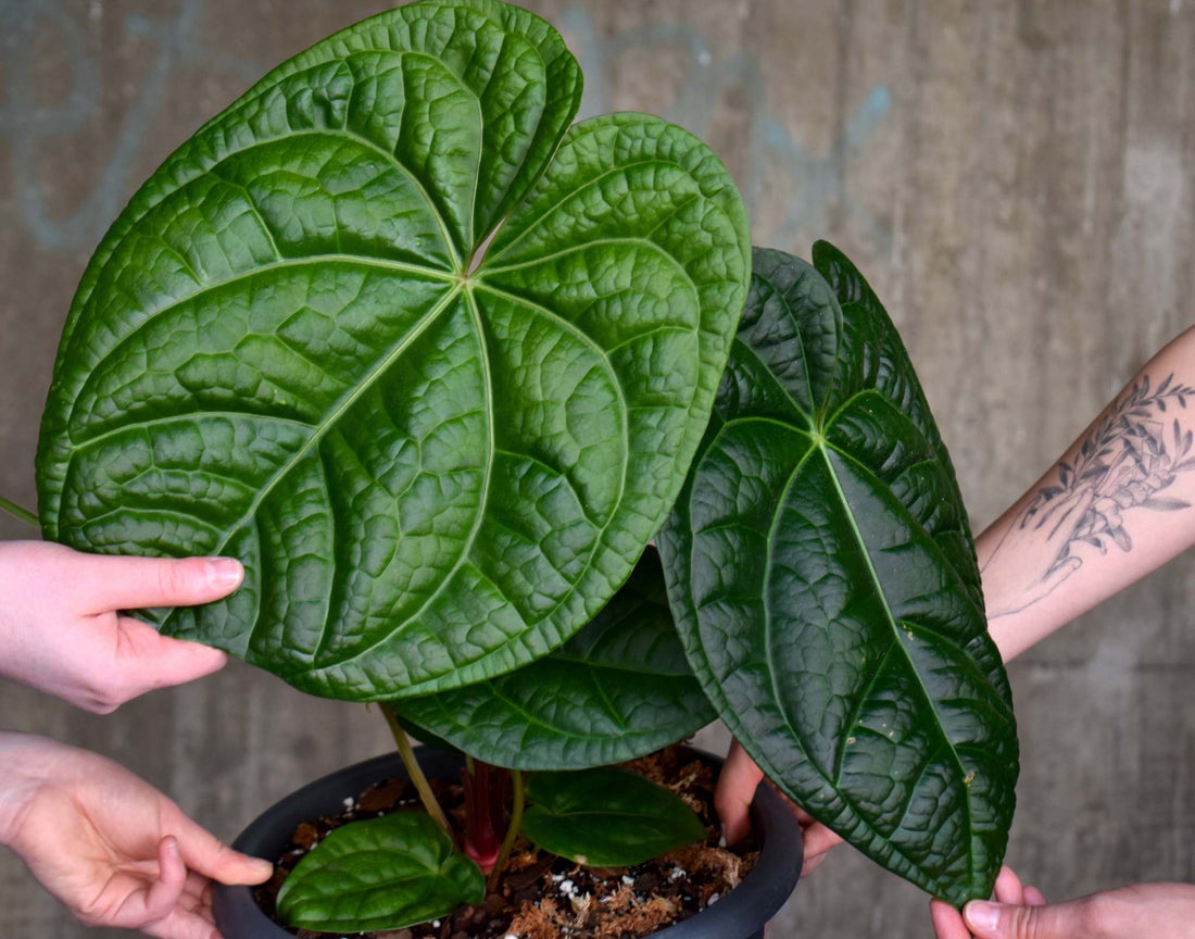 Ormbunker - Exotic houseplants made affordable - Ormbunker