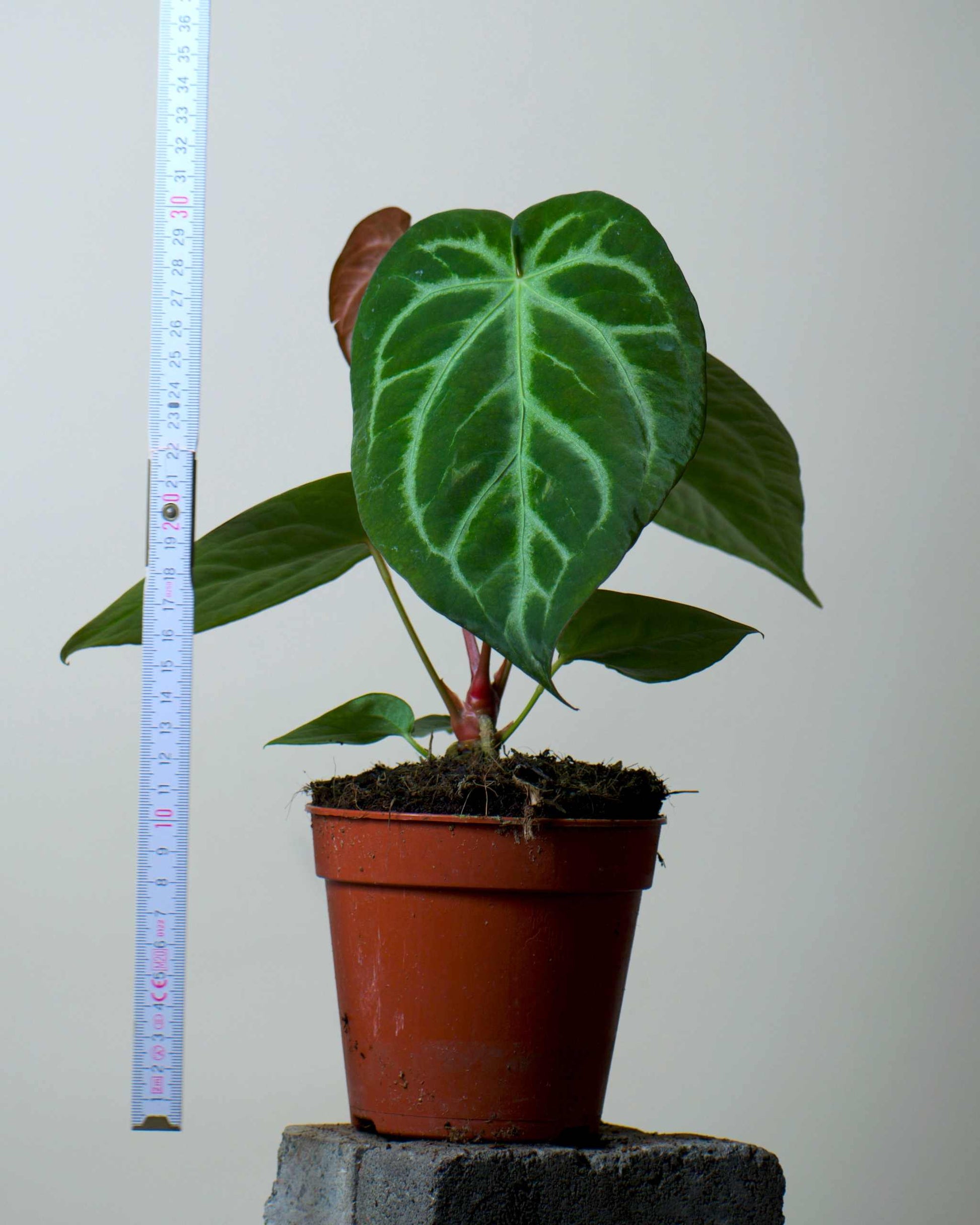 Anthurium magnificum