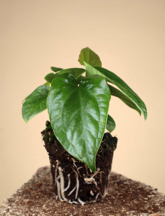 Anthurium pinkleyi