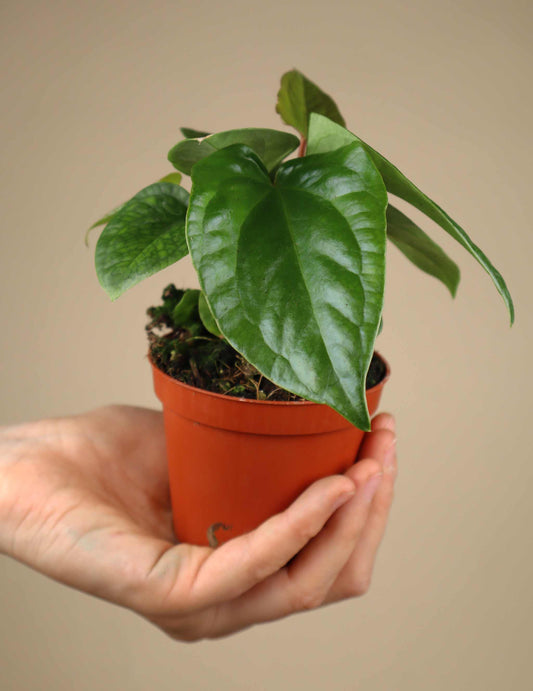 Anthurium pinkleyi