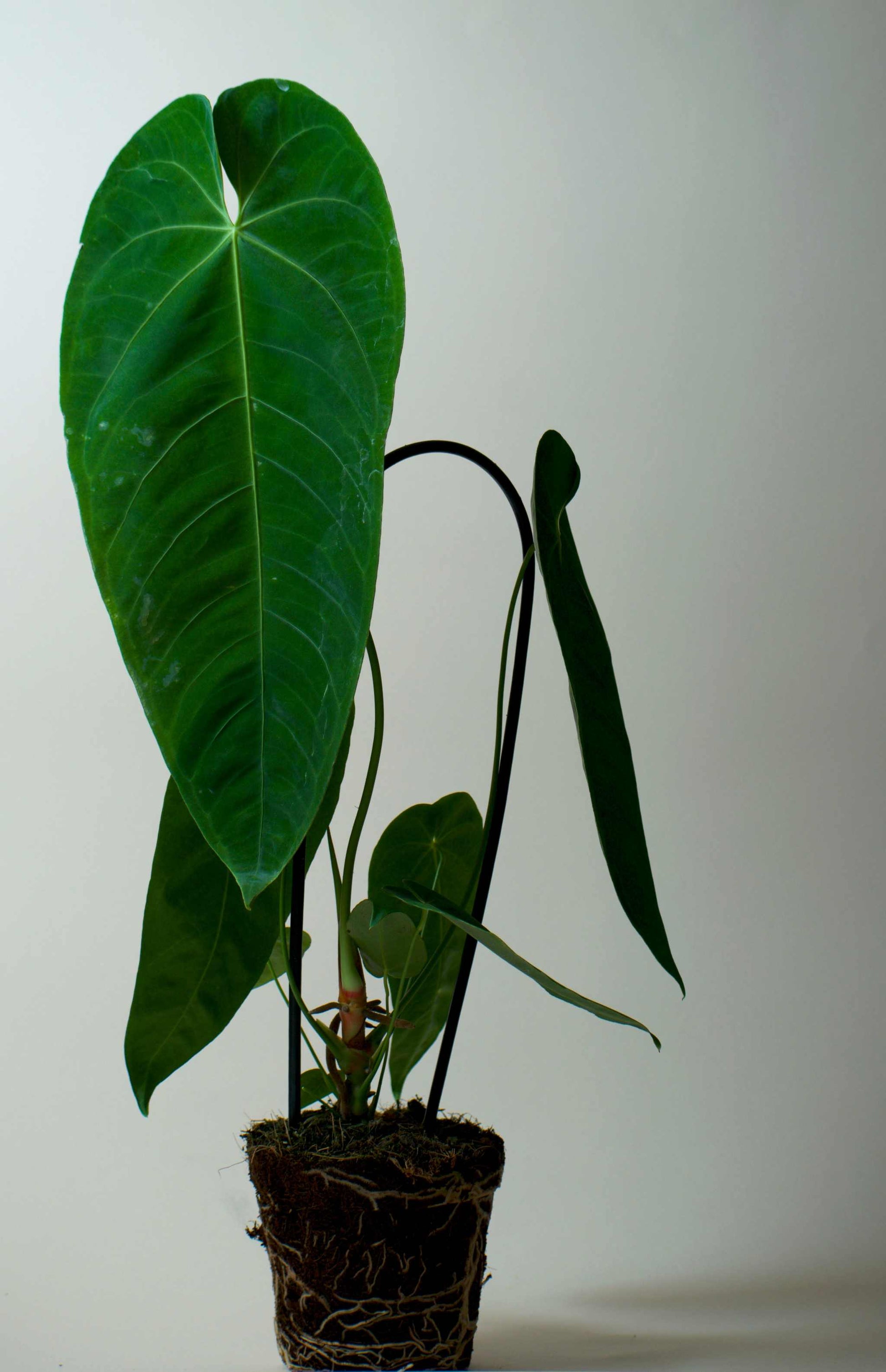 anthurium queremalense Anthurium Queremalense | Köp Ovanliga Krukväxter Online