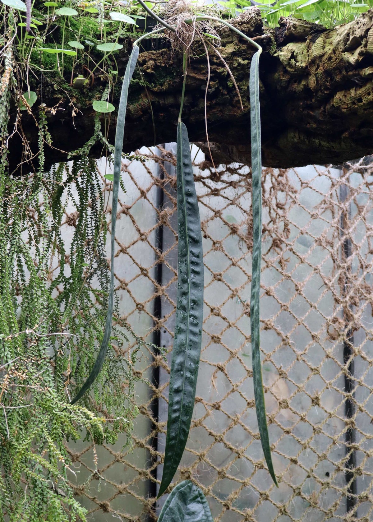 Anthurium wendlingeri