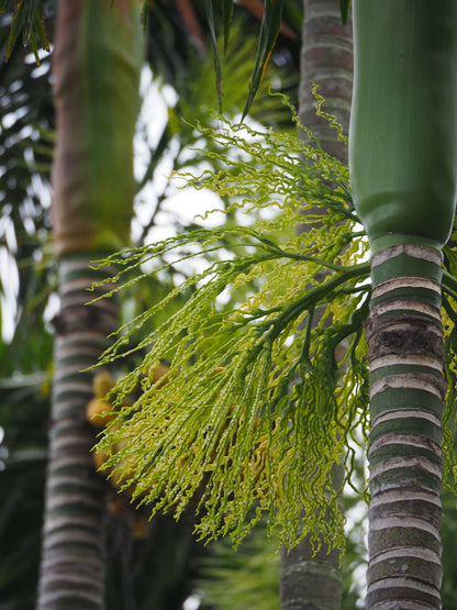 Areca catechu | Betelpalm