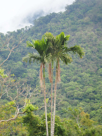 Areca catechu | Betelpalm