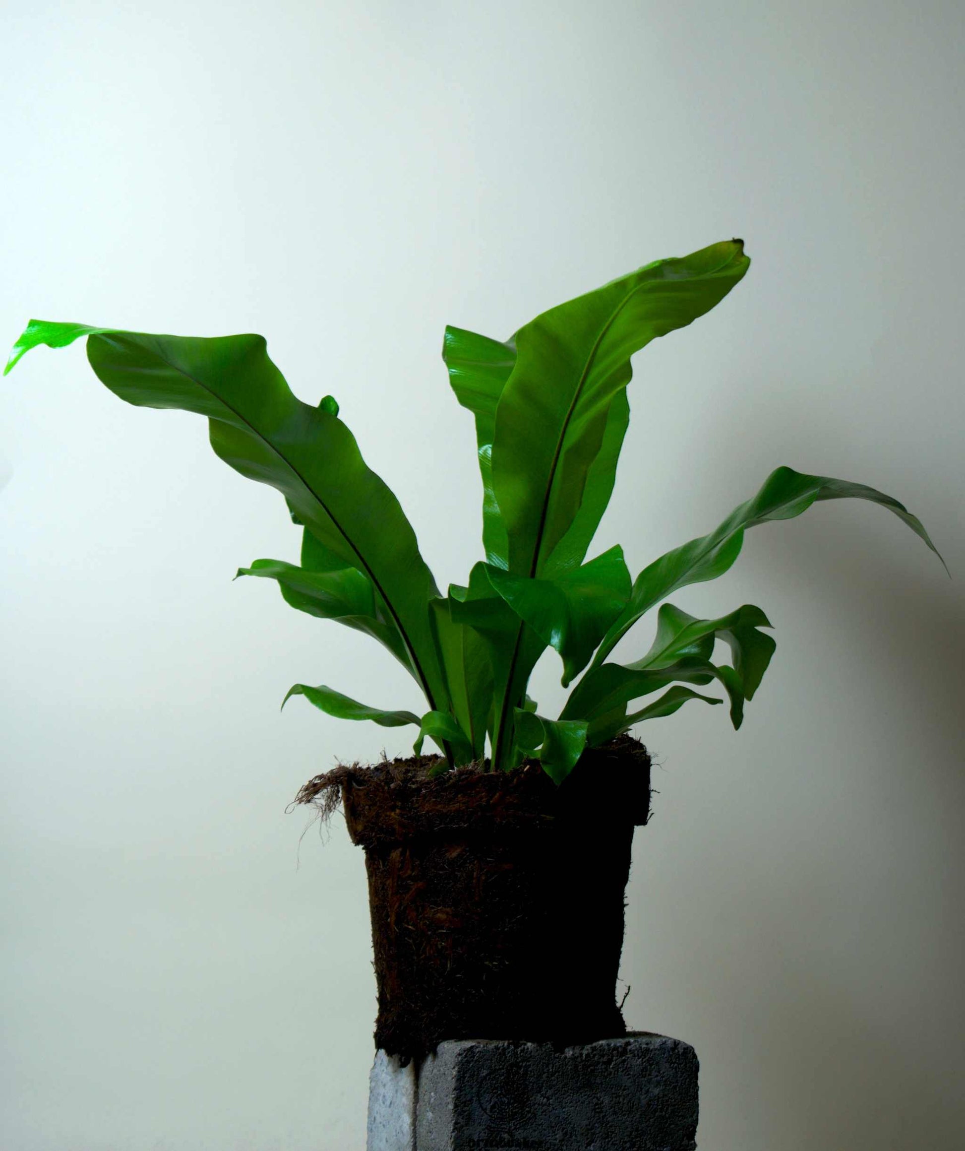 Asplenium nidus | Fågelbobräken