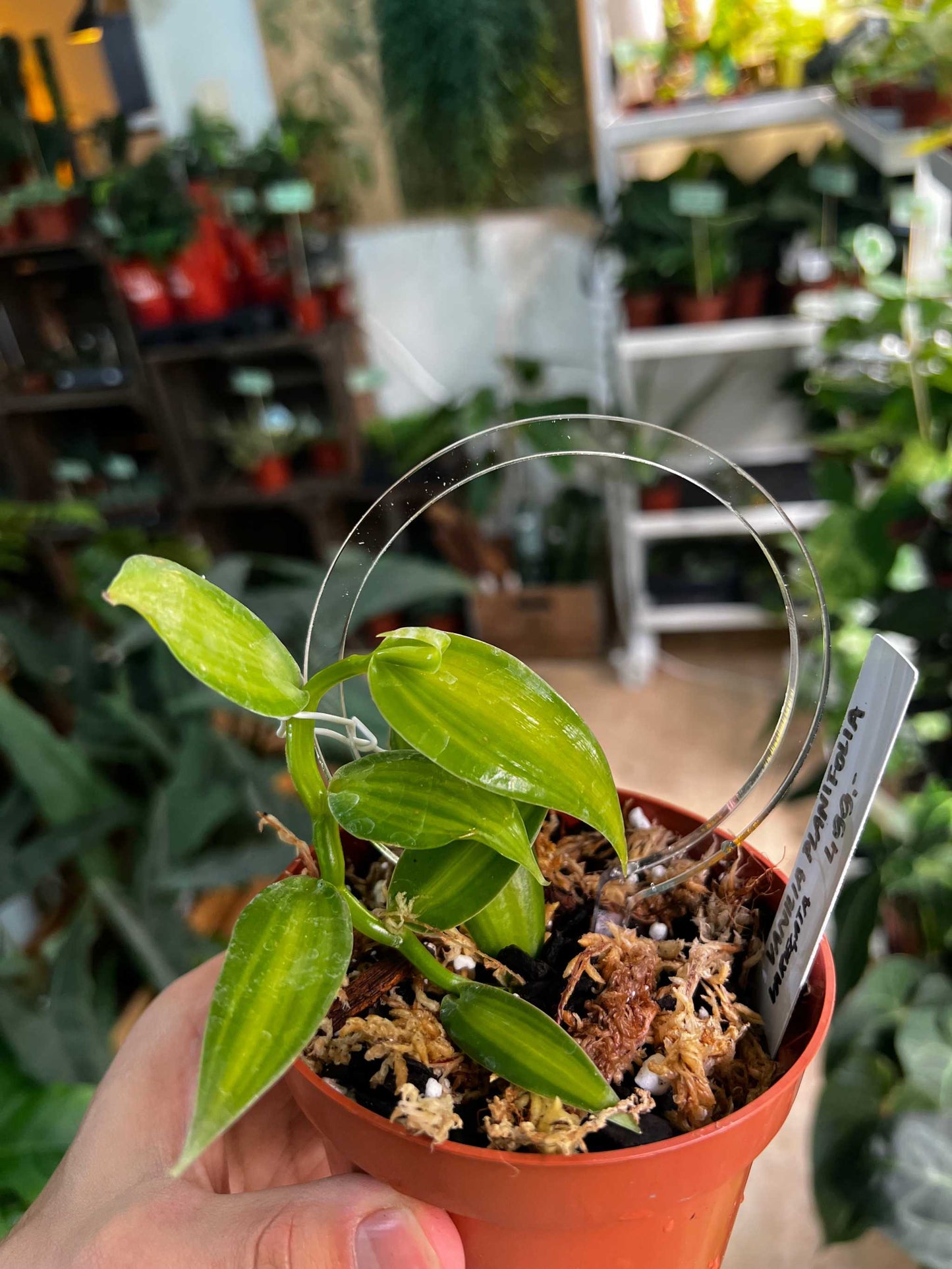 Vanilla orchid 'Vanilla planifolia' plant
