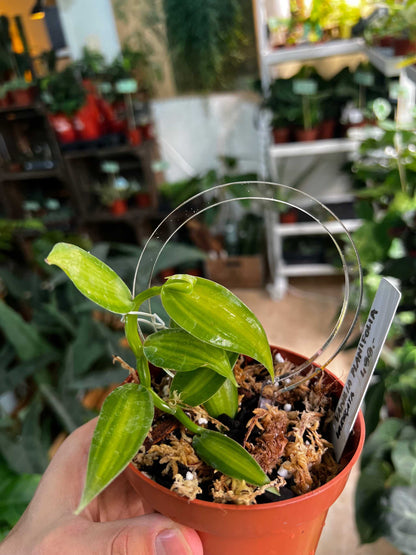 Vanilla orchid 'Vanilla planifolia' plant