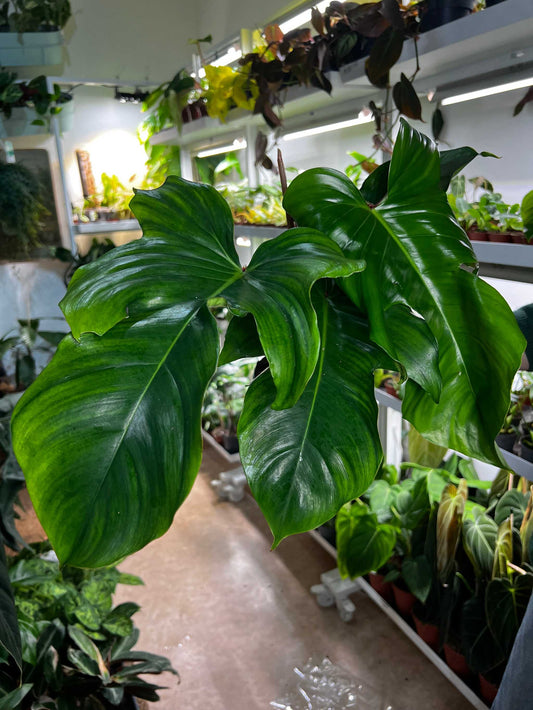 Philodendron squamiferum 'Mossranka'