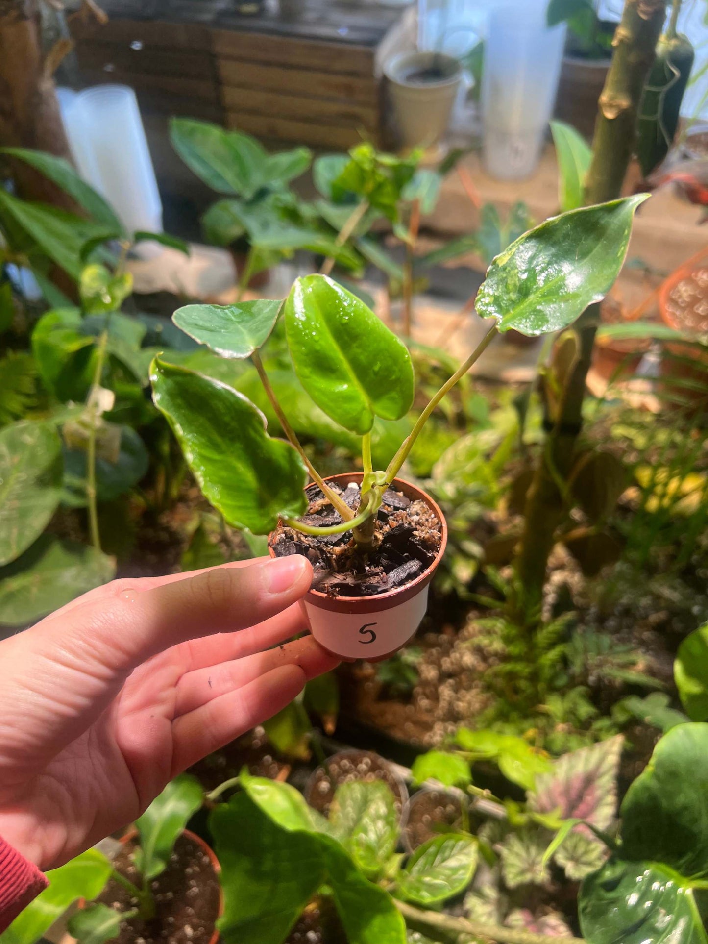 Philodendron burle-marxii albo variegata