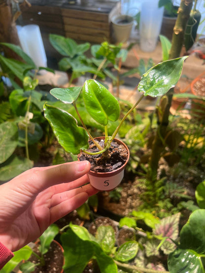 Philodendron burle-marxii albo variegata