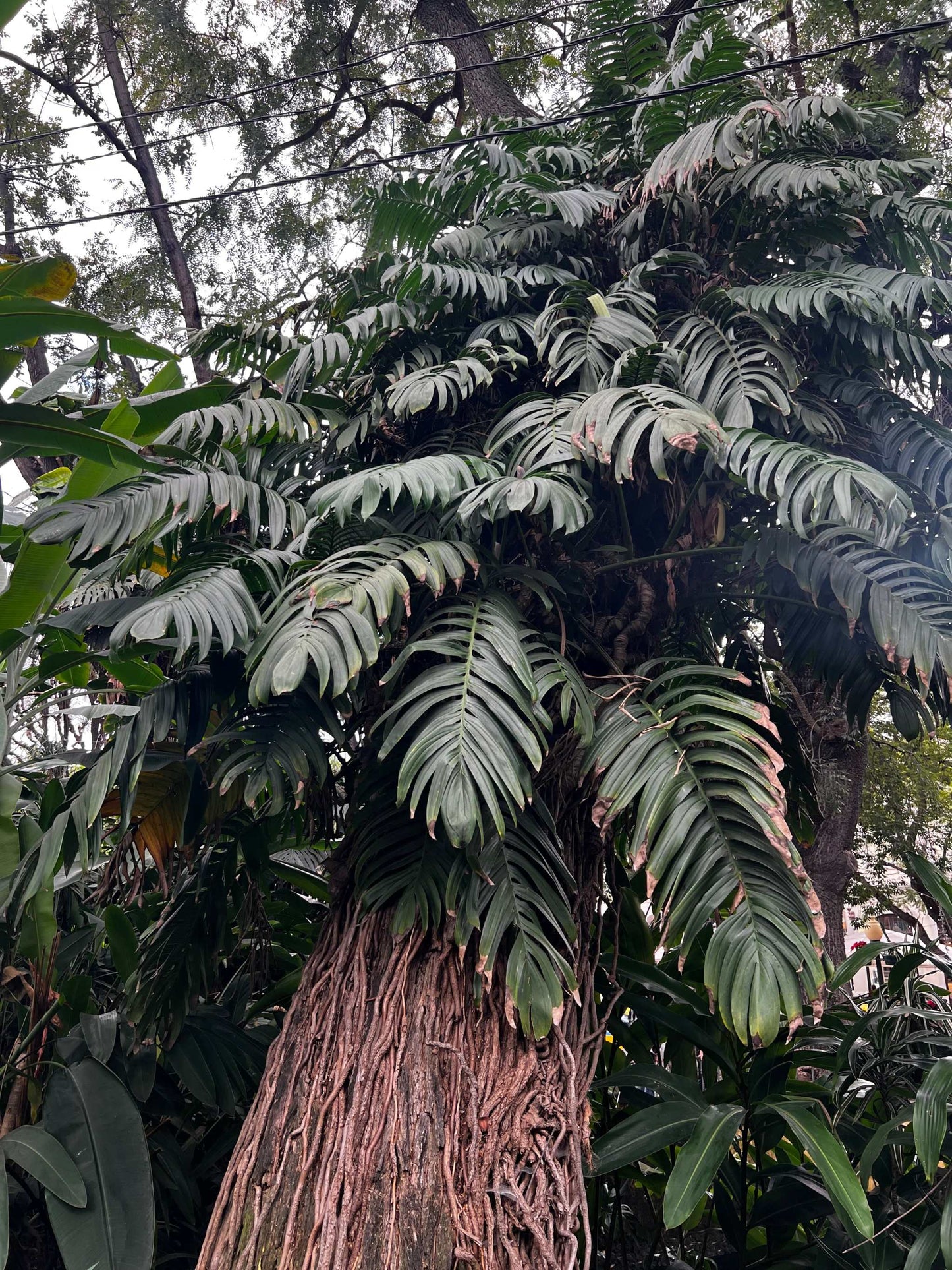 Epipremnum pinnatum 'cebu blue'