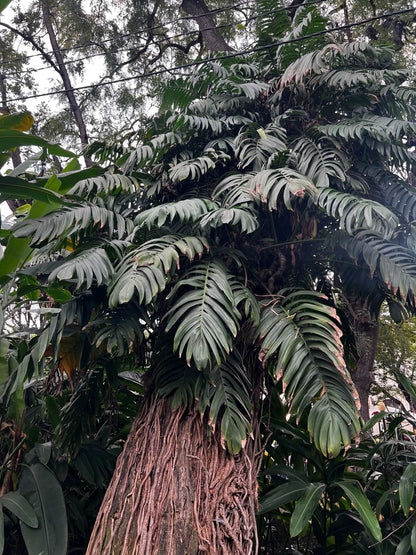Epipremnum pinnatum 'cebu blue'