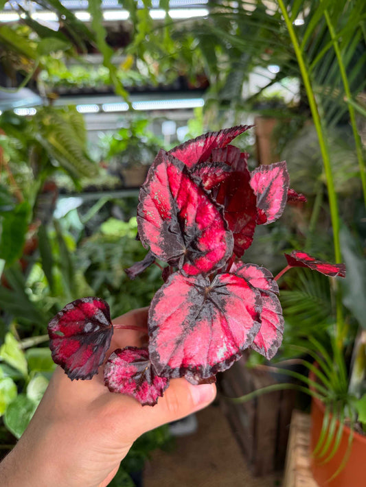 Begonia rex "red kiss"