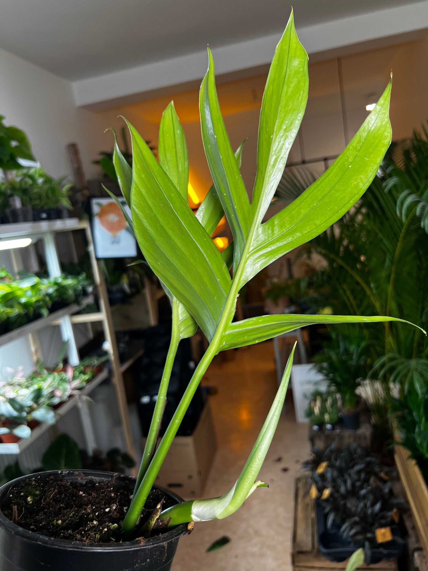 Rhaphidophora decursiva