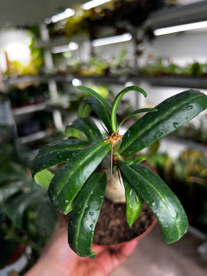 Pachypodium lamerei 'ökenstjärna'