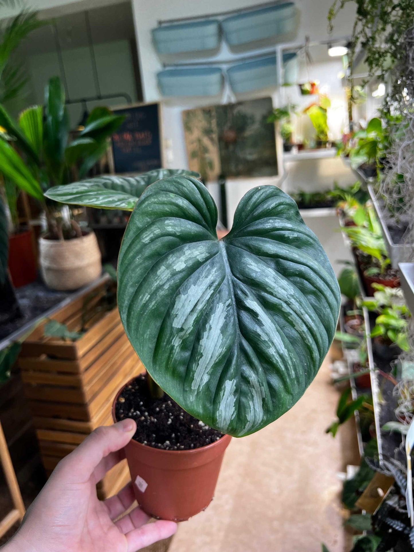 Philodendron plowmanii